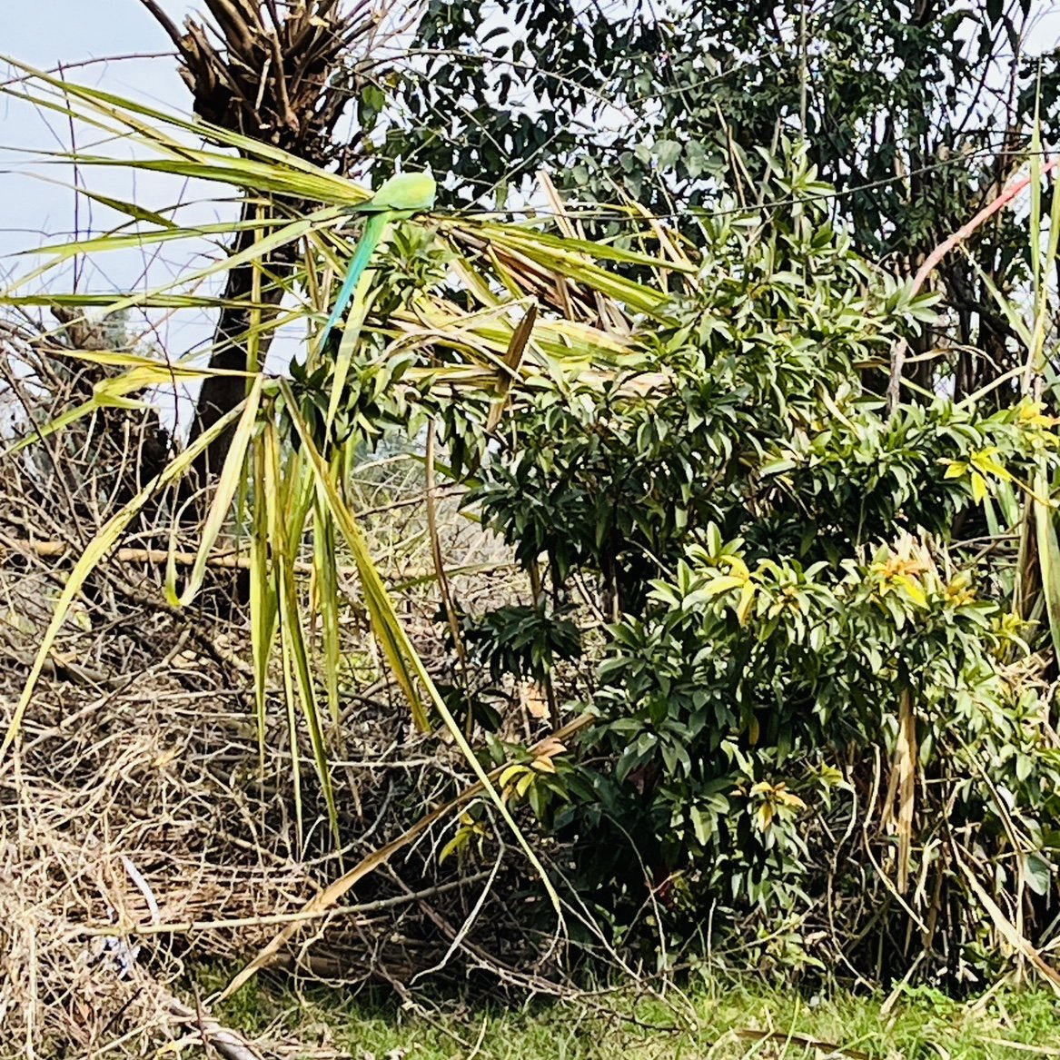 Nature
